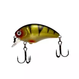 Zeck Artikel, ob Raubfisch, Fore...